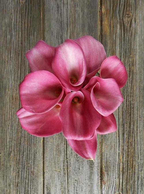  DARK- HOT PINK MINI CALLA LILIES